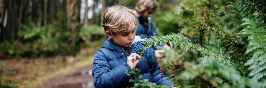 hollybank forest walk