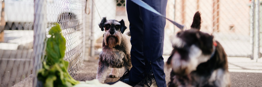 Schnauzer dogs